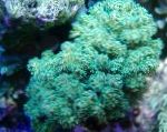 Fil Akvarium Blomkål Korall, Pocillopora, grön