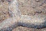 Foto Akvārijs Mēle Koraļļu (Tupele Koraļļu), Polyphyllia talpina, pelēks