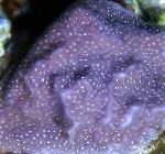 Foto Acuario Porites Coral, púrpura