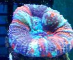 照 水族馆 牙珊瑚，珊瑚按钮, Scolymia, 杂色