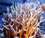 Birdsnest Korallen Merkmale und kümmern