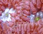 fotoğraf Akvaryum Ananas Mercan, Blastomussa, kırmızı