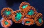 Foto Akvaarium Ananassi Korall, Blastomussa, pruun