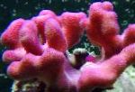 Finger Korall