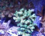 Foto Akvarium Finger Koral, Stylophora, lyseblå