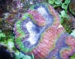 Foto Akvarium Symphyllia Coral, broget