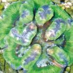 Photo Aquarium Symphyllia Coral, green