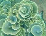 杯状珊瑚虫（宝塔珊瑚）
