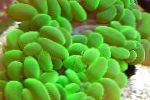 Photo Aquarium Pearl Coral, Physogyra, green