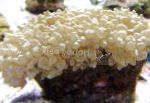 Photo Aquarium Pearl Coral, Physogyra, yellow