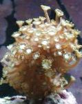 Alveopora Koralų