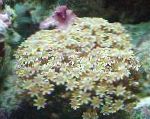 ორგანოს მილის Coral