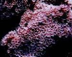 ორგანოს მილის Coral მახასიათებლები და ზრუნვა