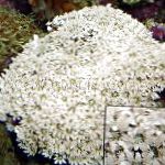 Organ Pipe Coral characteristics and care