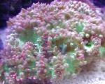 Photo Aquarium Elegance Coral, Wonder Coral, Catalaphyllia jardinei, pink