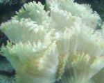 Foto Akvaarium Elegants Korallid, Ime Korall, Catalaphyllia jardinei, valge