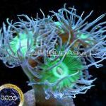 Fil Akvarium Duncan Korall, Duncanopsammia axifuga, grön
