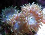 Bilde Akvarium Duncan Korall, Duncanopsammia axifuga, rosa