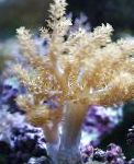Fil Akvarium Träd Mjuk Korall (Kenya Träd Korall), Capnella, gul