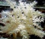 Drzewa Miękkich Koralowców (Kenia Drzewa Koralowców) charakterystyka i odejście