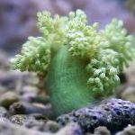 Baum Weichkorallen (Kenia Tree Coral) Merkmale und kümmern