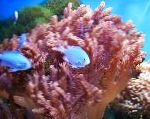fotografija Akvarij Colt Coral, Cladiella, rjava
