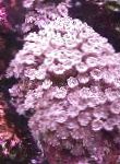 Foto Aquarium Sterne-Polypen, Korallen Rohr clavularia, Clavularia, pink