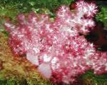 Carnation Tree Coral characteristics and care