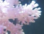 Photo Aquarium Carnation Tree Coral, Dendronephthya, white