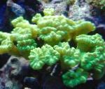 Photo Aquarium Torche Corail (Candycane Corail, Trompette Corail), Caulastrea, jaune