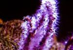 fotografie Akvárium Prst Gorgonia (Prst Na Moře Fan) mořské fanoušci, Diodogorgia nodulifera, nachový