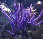снимка Аквариум Вид Корал морски фенове, Euplexaura, лилаво