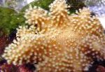 fénykép Akvárium Ujj Bőr Korall (Ördög Keze Korall), Lobophytum, barna