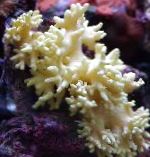 Coral De Cuero De Dedo (Mano De Coral Del Diablo) características y cuidado