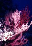 fénykép Akvárium Menella tengeri rajongók, rózsaszín