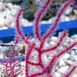 Foto Akvaarium Menella mere fännid, punane
