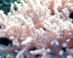 Foto Akvarij Sinularia Prst Koža Koralja, roze