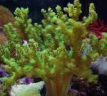 фотографија Акваријум Sinularia Finger Leather Coral, зелена