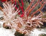 foto Aquarium Kerstboom Koraal (Medusa Koraal), Studeriotes, bruin