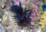 Photo Aquarium Christmas Tree Coral (Medusa Coral), Studeriotes, black