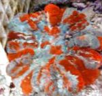 Photo Aquarium Owl Eye Coral (Button Coral), Cynarina lacrymalis, motley