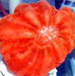 Foto Akvarij Sova Oči Koralja (Gumb Koralji), Cynarina lacrymalis, crvena