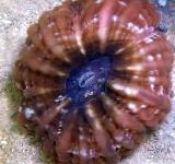Photo Aquarium Owl Eye Coral (Button Coral), Cynarina lacrymalis, brown