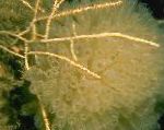 Nuotrauka Akvariumas Swiftia (Šiaurės Jūros Ventiliatorius), geltonas