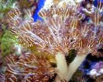 Foto Akvaarium Pumpamine Xenia (Viipab Käega, Paks Vars), pruun