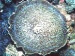 fotografija Akvarij Velik Slon Uho (Slon Uho Gob), Amplexidiscus fenestrafer, siva