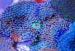 Bilde Akvarium Floridas Plate, Ricordea florida, blå