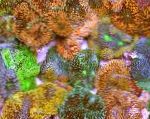 Fil Akvarium Floridian Skiva, Ricordea florida, brun