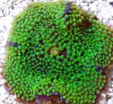 Fil Akvarium Floridian Skiva, Ricordea florida, grön