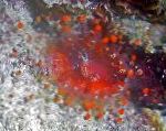 fotografie Akvárium Ball Corallimorph (Oranžový Míč Anemone) houba, Pseudocorynactis caribbeorum, červená